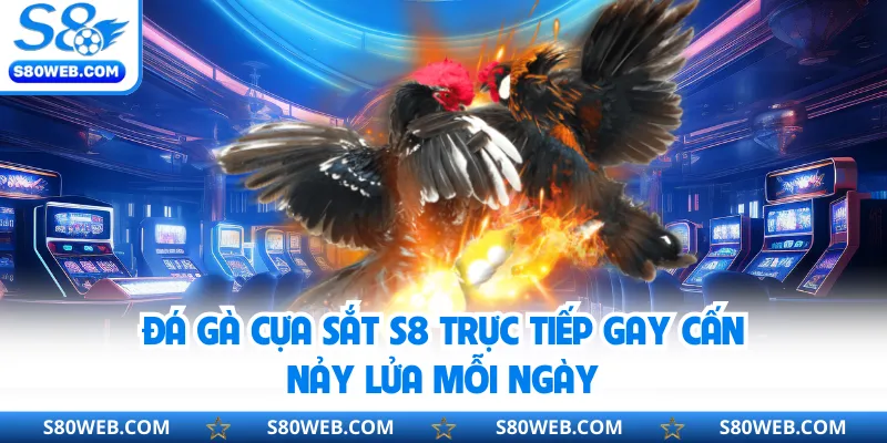 Đá Gà Cựa Sắt S8 Trực Tiếp Gay Cấn Nảy Lửa Mỗi Ngày